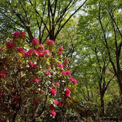 新緑に映える真っ赤な石楠花