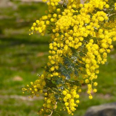 ギンヨウアカシア