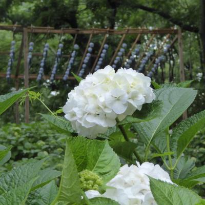 紫陽花