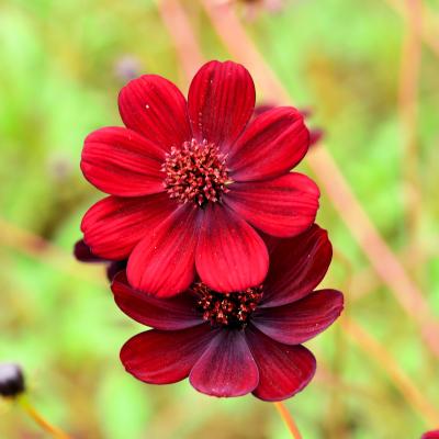 チョコレートコスモス