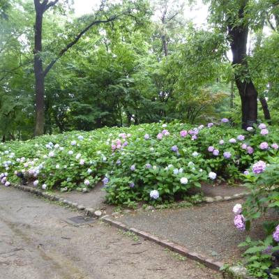 紫陽花