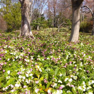 クリスマスローズ