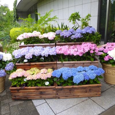 紫陽花