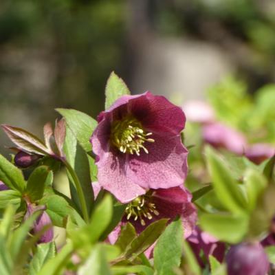 クリスマスローズ