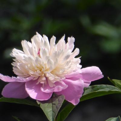芍薬