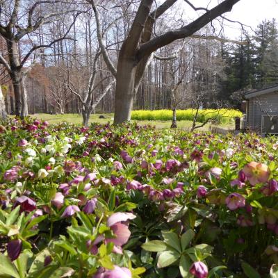 クリスマスローズ