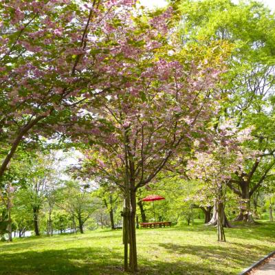 桜
