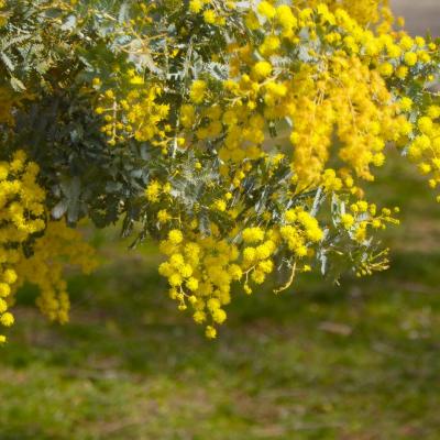 ギンヨウアカシア