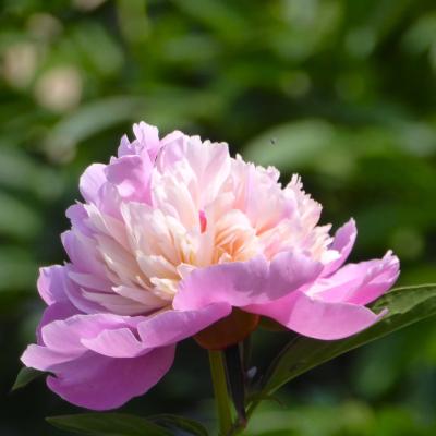 芍薬