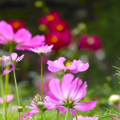 コスモス