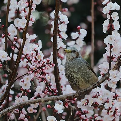 アンズとヒヨドリ