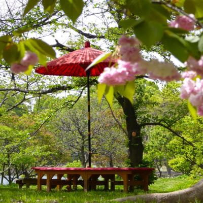 桜