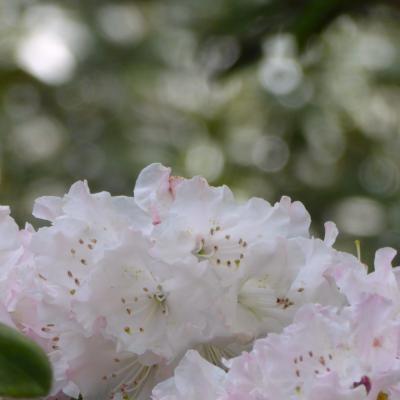 石楠花