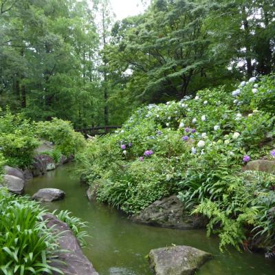 紫陽花