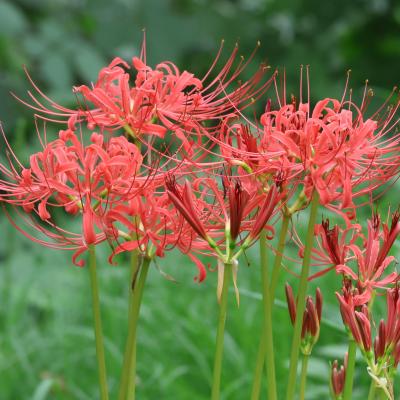 彼岸花 曼珠沙華