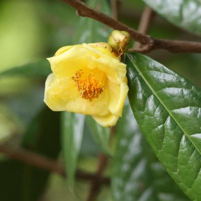 キンカチャ 金花茶