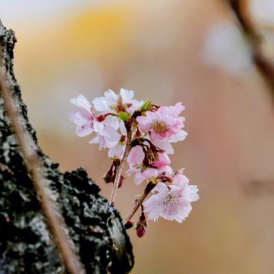 ジュウガツザクラ