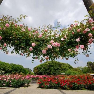 超満開のバラ園