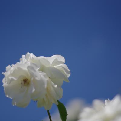 バラ