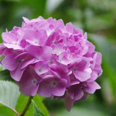 紫陽花