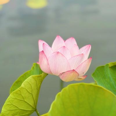 蓮