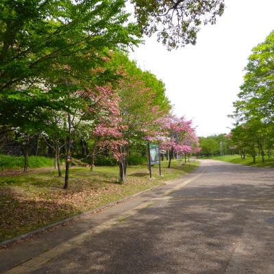 ハナミズキ