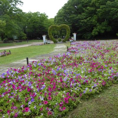 ペチュニア