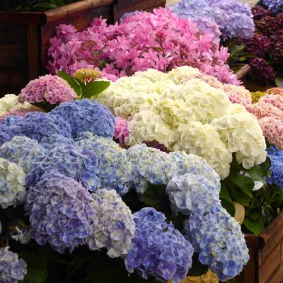 紫陽花