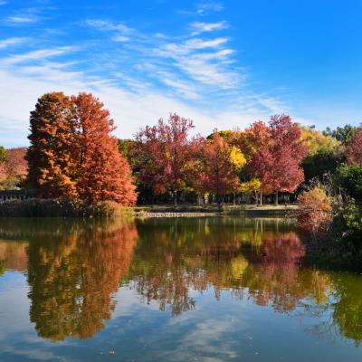 秋深まる芝生広場