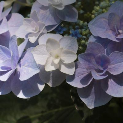 紫陽花