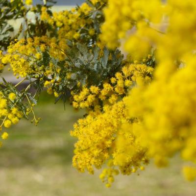 ギンヨウアカシア