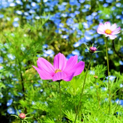 コスモス