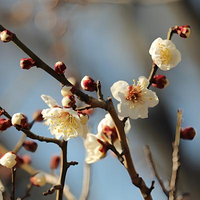 田毎の月