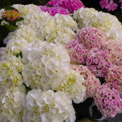 紫陽花