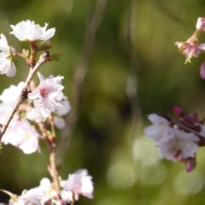 10月桜