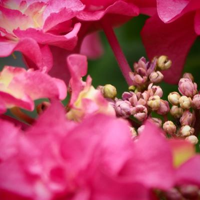 紫陽花