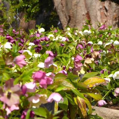 クリスマスローズ