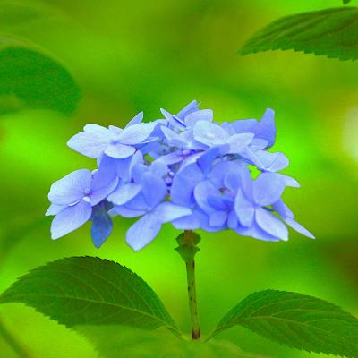 アジサイの花