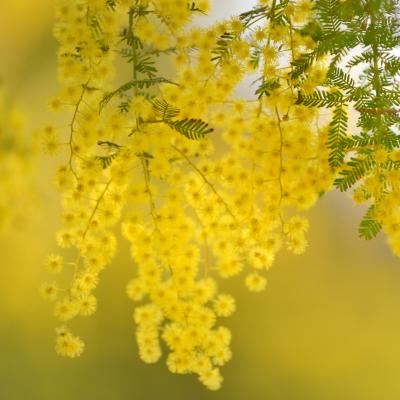 ミモザ（ギヨウアカシア）