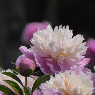 芍薬
