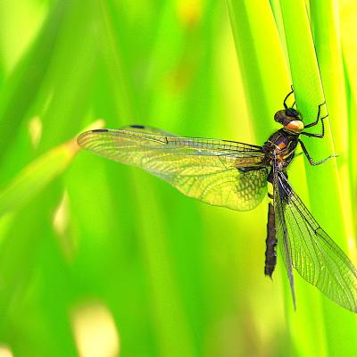 不明