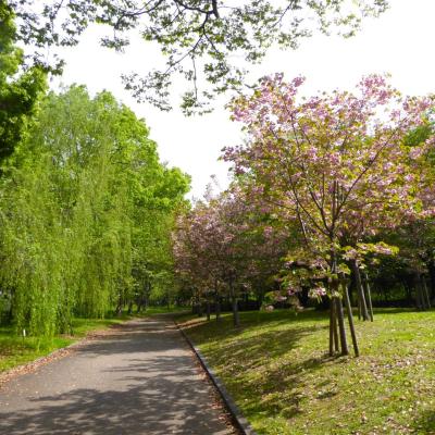 桜