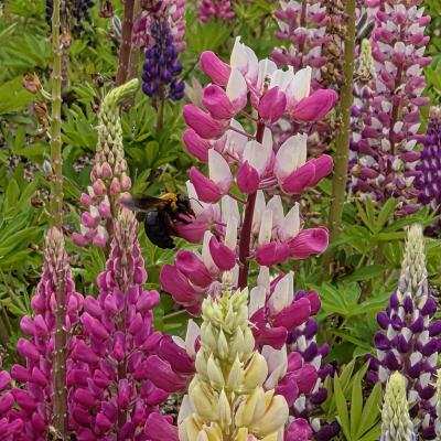 ルピナス(とクマバチ)