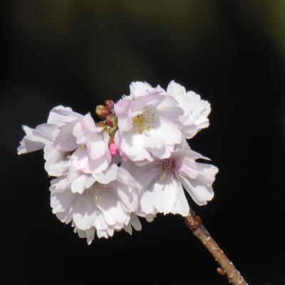 10月桜