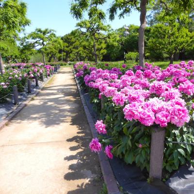 芍薬
