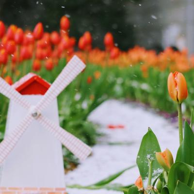 アイスチューリップ