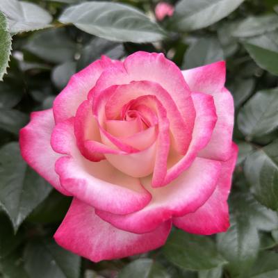 赤い縁取りの薔薇