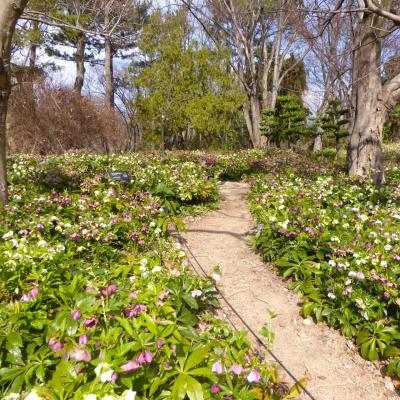 クリスマスローズ