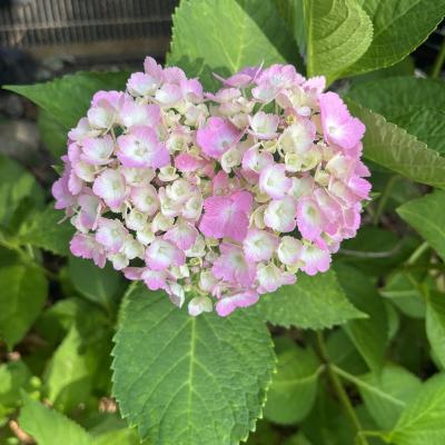 紫陽花