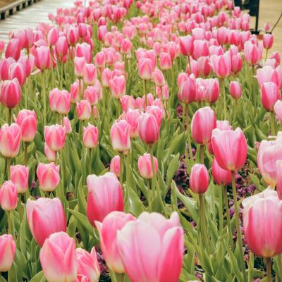 アイスチューリップ